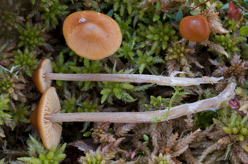 Galerina hybrida